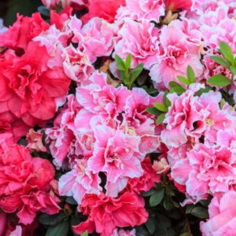 Φυτό Αζαλέα σετ 4 τεμάχια | Azalea Rhododendrum 4 pieces 15-25cm