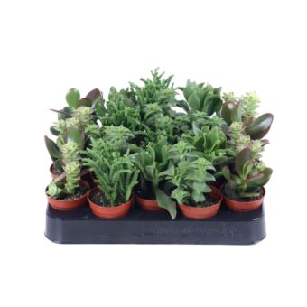 Φυτό Παχύφυτα σετ 20 τεμάχια | Succulent 20 pieces 4-7cm