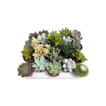 Φυτό Παχύφυτα σετ 20 τεμάχια | Succulent 20 pieces 4-7cm