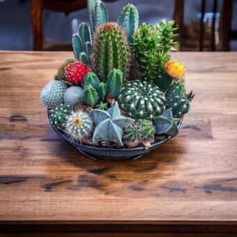 Φυτό Κάκτος 20 τεμάχια | Cactus 20 pieces 4-7cm