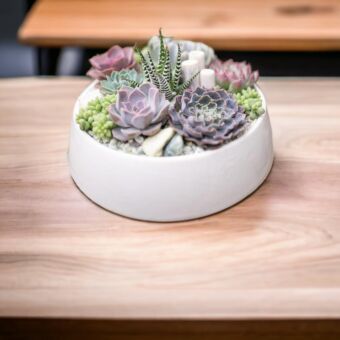 Φυτό Παχύφυτα σετ 20 τεμάχια | Succulent 20 pieces 4-7cm