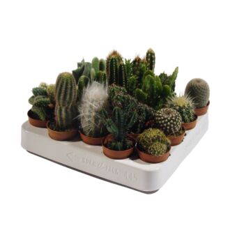 Φυτό Κάκτος 20 τεμάχια | Cactus 20 pieces 4-7cm