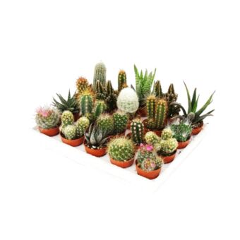 Φυτό Κάκτος 20 τεμάχια | Cactus 20 pieces 4-7cm