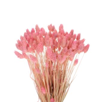 Αποξηραμένο άνθος Phalaris pink light 70cm 