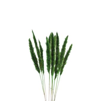 Αποξηραμένο άνθος mini Pampas Silvy green 50-70cm 