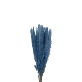 Αποξηραμένο άνθος mini Pampas Silvy blue 50-70cm 