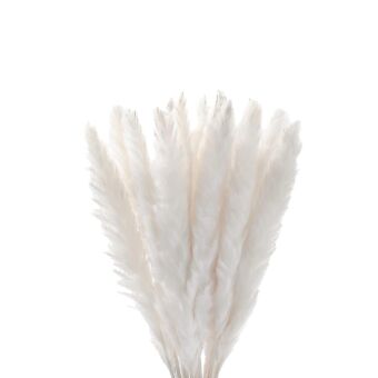 Αποξηραμένο άνθος mini Pampas Silvy white 50-70cm 