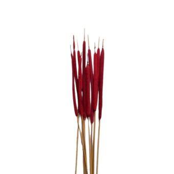 Αποξηραμένο άνθος Typha red 50-70cm 