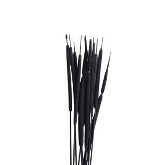 Αποξηραμένο άνθος Typha black 50-70cm 