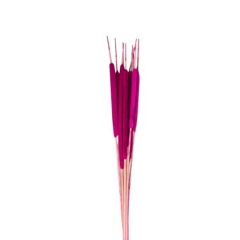 Αποξηραμένο άνθος Typha pink 50-70cm 