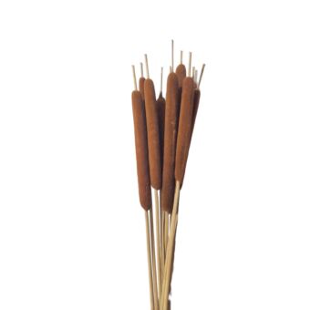 Αποξηραμένο άνθος Typha brown 50-70cm 