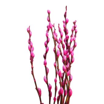 Αποξηραμένο άνθος Salix snowflake fuchsia 50-60cm 