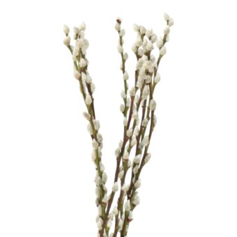 Αποξηραμένο άνθος Salix snowflake white 50-60cm 