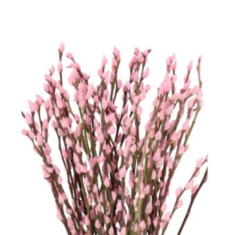 Αποξηραμένο άνθος Salix snowflake pink 50-60cm 