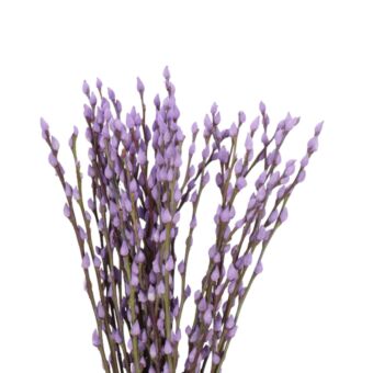 Αποξηραμένο άνθος Salix snowflake purple 50-60cm 