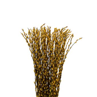 Αποξηραμένο άνθος Salix snowflake yellow 50-60cm 