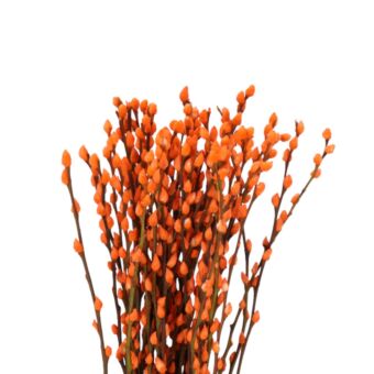 Αποξηραμένο άνθος Salix snowflake orange 50-60cm 