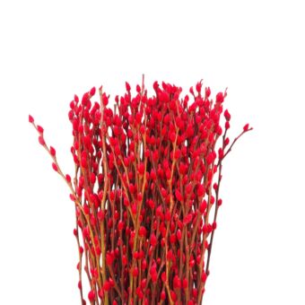 Αποξηραμένο άνθος Salix snowflake red 50-60cm 