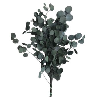 Αποξηραμένο άνθος Eucalyptus natural 40-50cm 