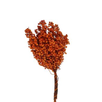 Αποξηραμένο άνθος Schinus Molle orange 30-40cm 