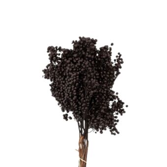 Αποξηραμένο άνθος Schinus Molle black 30-40cm 