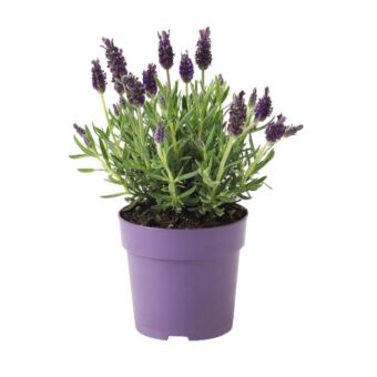 Φυτό Λεβάντα Γαλική | French Lavender 20-25cm