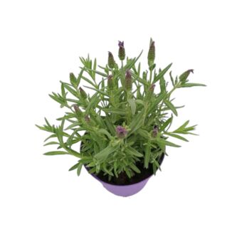 Φυτό Λεβάντα Γαλική | French Lavender 20-25cm