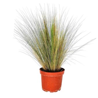 Φυτό Στίπα | Stipa 25-30cm