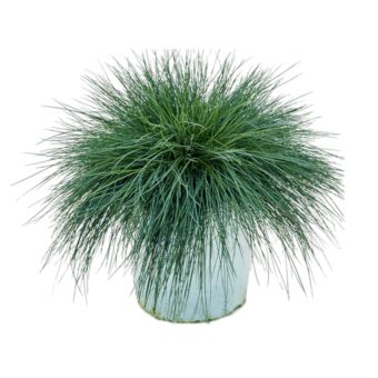 Φυτό Φεστούκα | Festuca 20-25cm