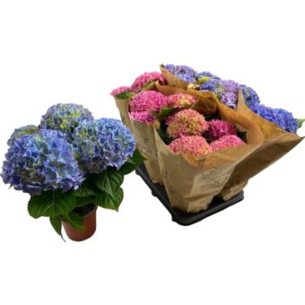 Φυτό Ορτανσία mix χρώματα | Hydrangea color mix 45-55 εκ.