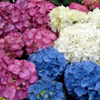 Φυτό Ορτανσία mix χρώματα | Hydrangea color mix 45-55 εκ.