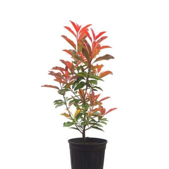 Φυτό Φωτίνια | Photinia 30-50 cm