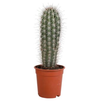 Φυτό Κάκτος Κάρντον | Carnton cactus 40-60cm