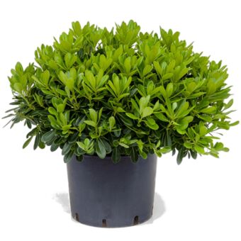 Φυτό Αγγελική Νάνος | Pittosporum Tabira 40-50cm