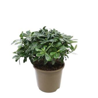 Φυτό Αγγελική Νάνος | Pittosporum Tabira 20-30cm