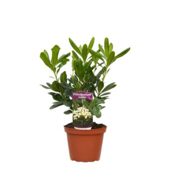 Φυτό Αγγελική| Pittosporum 15-25cm