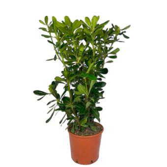 Φυτό Αγγελική| Pittosporum 60-80cm