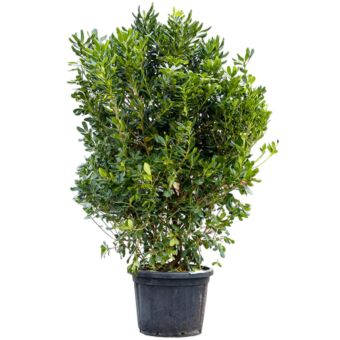 Φυτό Αγγελική| Pittosporum 120 - 150cm