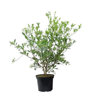 Φυτό Αγγελική Μικρόφυλλη| Pittosporum HETEROPHYLLUM 20-30cm