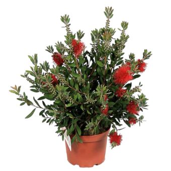 Φυτό Καλλιστήμων |Callistemon 30-40cm