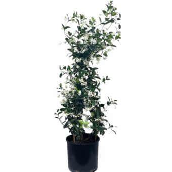 Φυτό Ριγχόσπερμο | Trachelospermum jasminoides 80-130cm