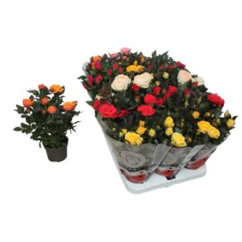 Φυτό Τριανταφυλλιά mini σε δίαφορα χρώματα | Mini Roses 25-35cm set color mix 