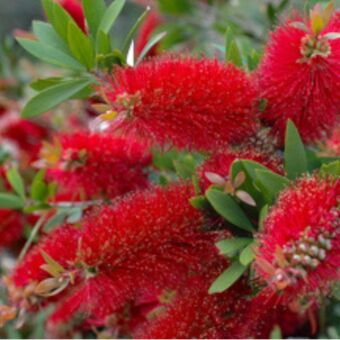 Φυτό Καλλιστήμων |Callistemon 30-40cm