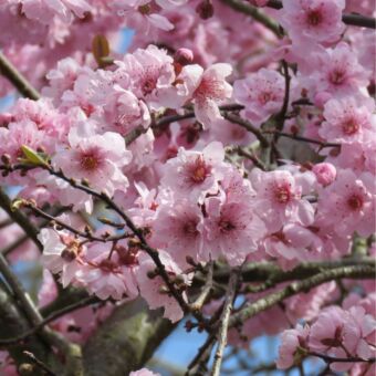 Φυτό Προύνος | Prunus με κόκκινο φύλωμα 150-180cm