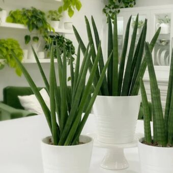 Φυτό Σανσεβιέρια | Sansevieria Cylindrica Ø12x35 cm 