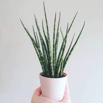 Φυτό Σανσεβιέρια | Sansevieria Fernwood