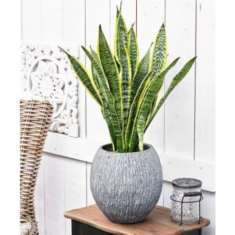 Φυτό Sansevieria panache 25-35cm