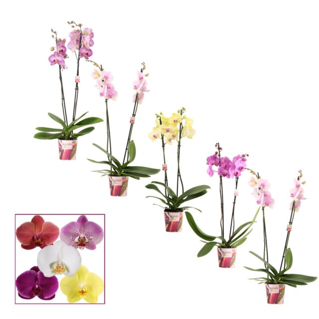 Φυτό Ορχιδέα Φαλαίνοψις | Phalaenopsis 2 Tak Mix 65 cm