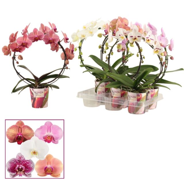 Φυτό Ορχιδέα Φαλαίνοψις σχήμα | Phalaenopsis Boog Mix 45cm