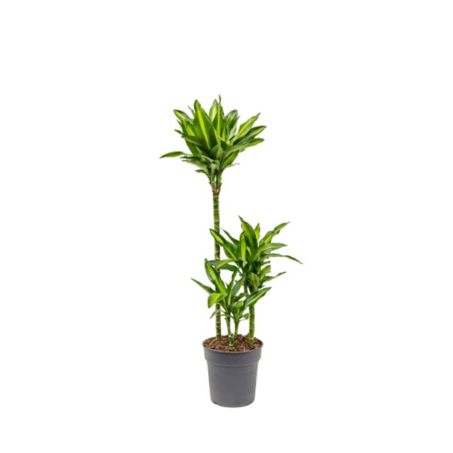 φυτό Δράκαινα | Dracaena Cintho 